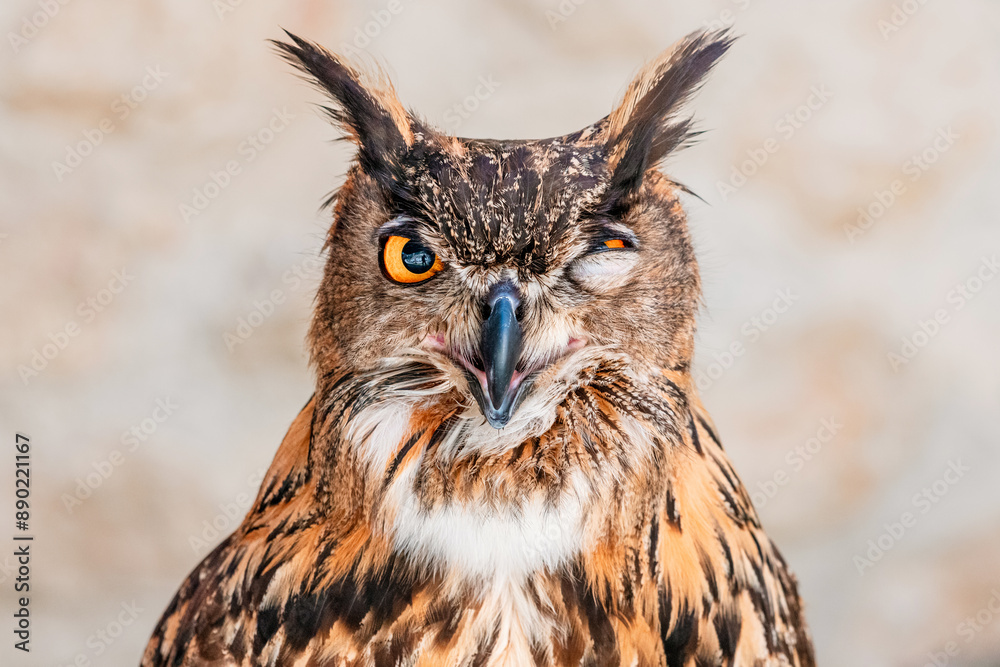 An owl with a comical face, embodying the concept of insomnia and nervousness, perfect for illustrating the struggles of sleeplessness and deadlines. An owl with a comical face, embodying the concept of insomnia and nervousness, perfect for illustrating the struggles of sleeplessness and deadlines.