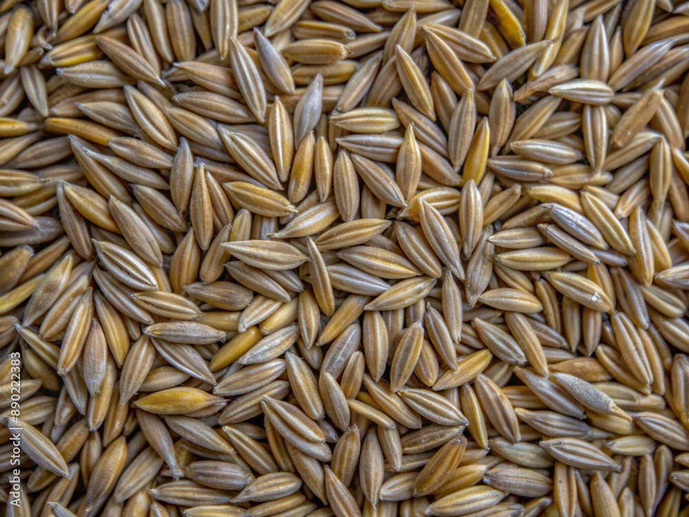 background of rice, fennel, spice, ingredient, cereal, rice, oat, plant, texture, brown, cumin, macro, oats, closeup background of rice, fennel, spice, ingredient, cereal, rice, oat, plant, texture, brown, cumin, macro, oats, closeup