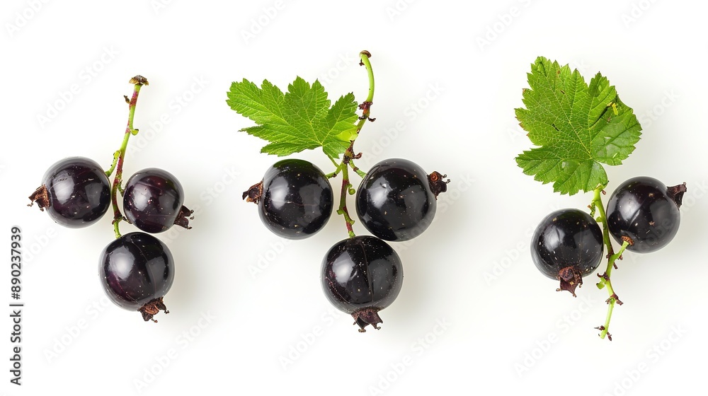 Top View of Blackcurrants (Ribes nigrum) on White Background Top View of Blackcurrants (Ribes nigrum) on White Background