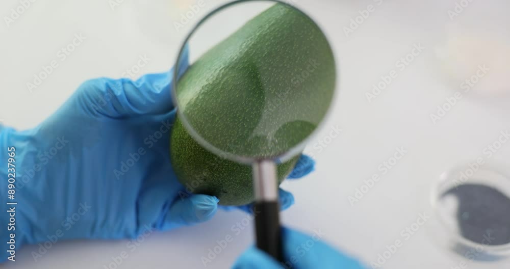 Laboratory worker studies avocado using magnifying glass Laboratory worker studies avocado using magnifying glass