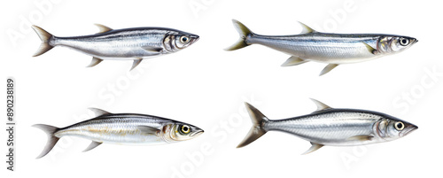  anchovys fish Isolated On Transparent Background Png File