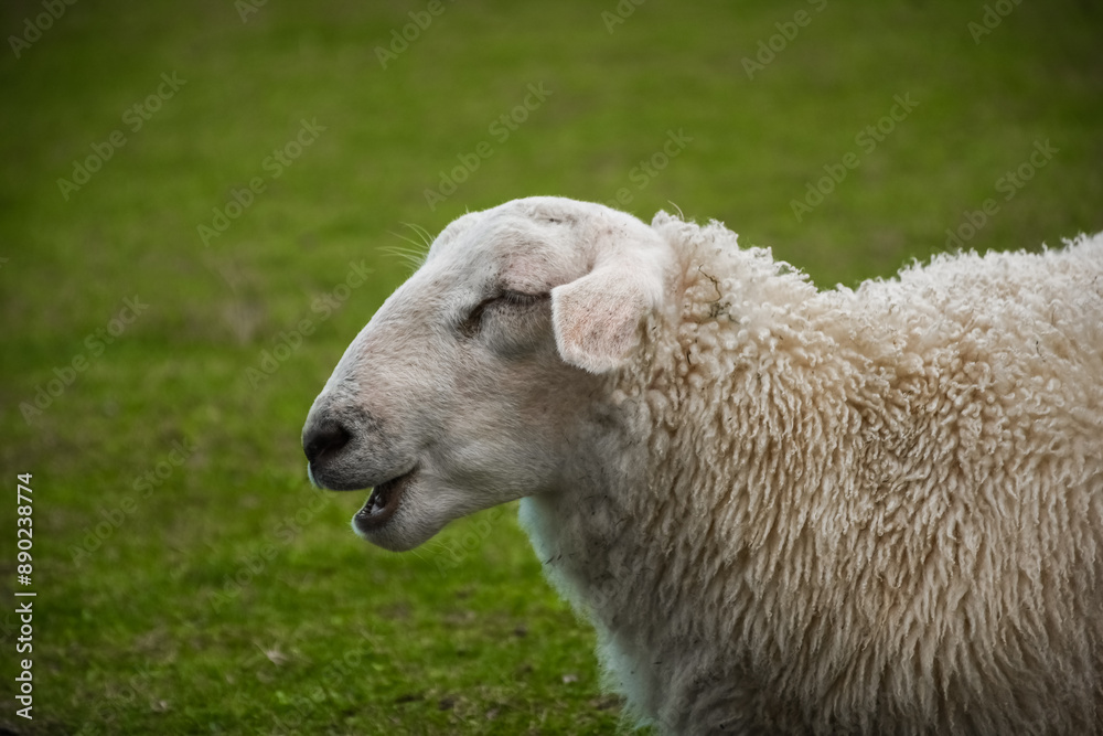 Cute sheep in the green meadow of Lofoten Islands, Norway Cute sheep in the green meadow of Lofoten Islands, Norway