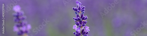 4x1 banner Linkedin in the middle is a purple lavender flower on a blurred background