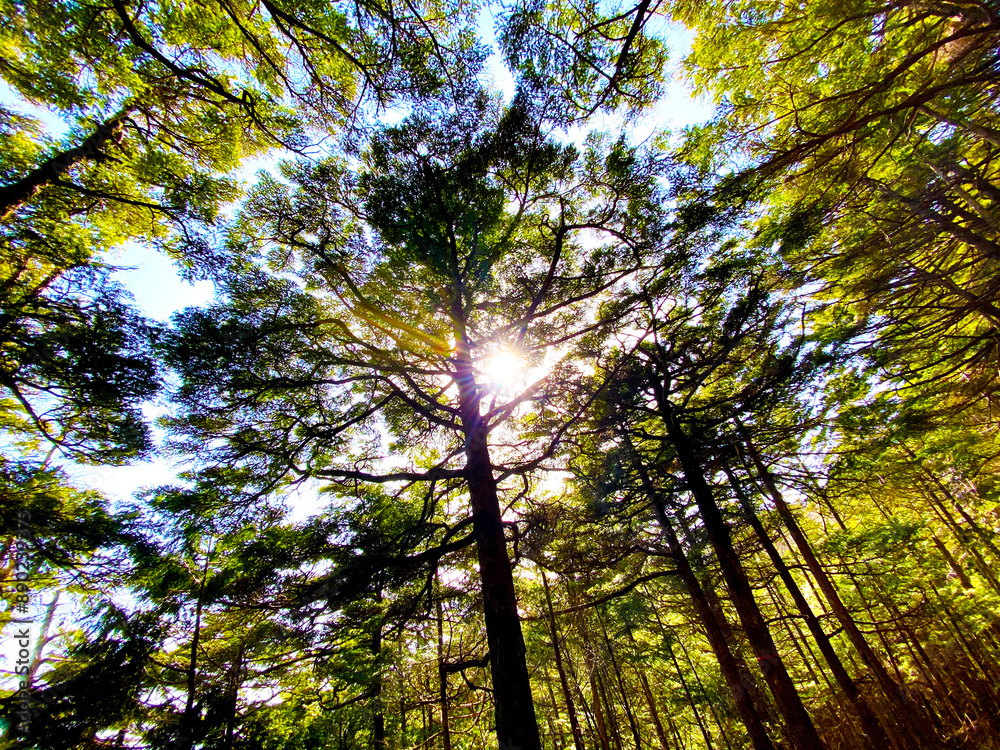 Obraz premium 森の中