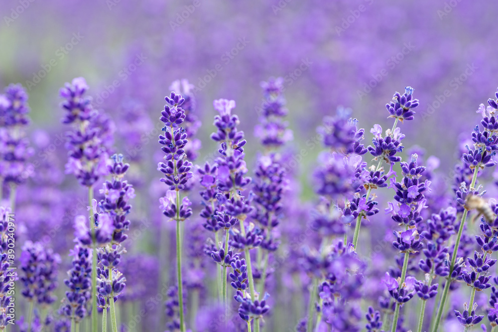 Purple lavender on a blurred background in close-up. Postcard Purple lavender on a blurred background in close-up. Postcard
