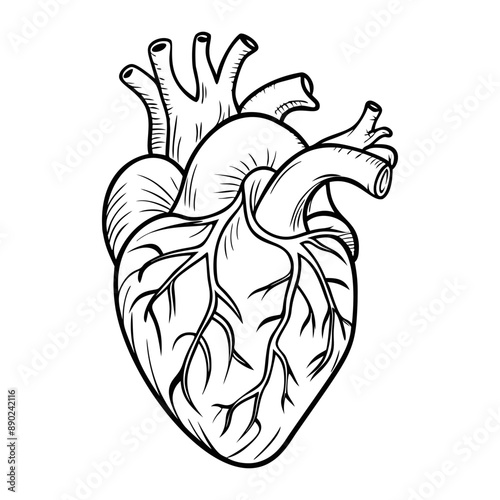 human heart. Internal organs. Icon on a white background. One line