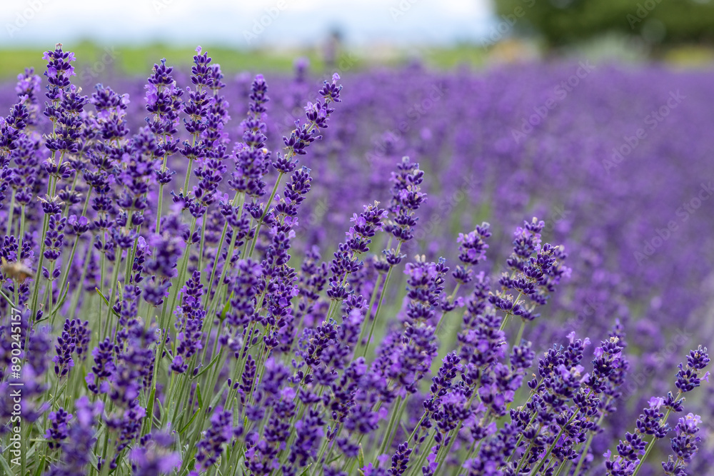 Fototapeta premium Tall spike-shaped lavender flowers close-up on the left