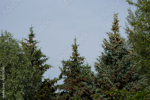 The tops of coniferous trees against the background of a clear blue sky, the contrast of green and blue