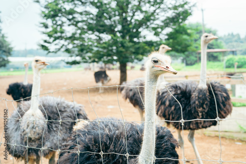 ダチョウ photo