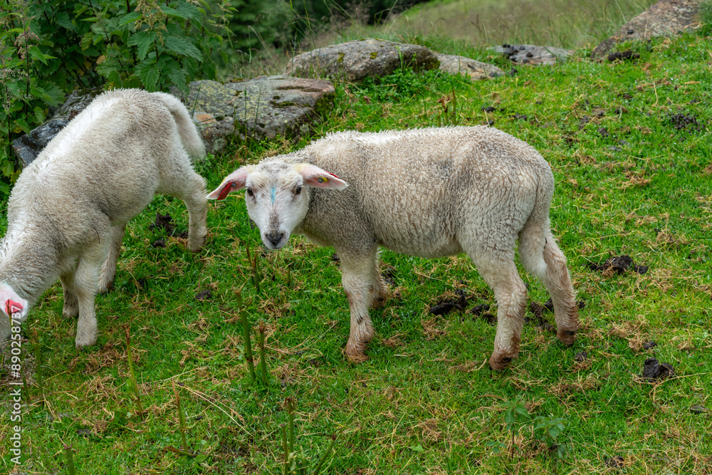 sheeps on the Isfjorden trail in the mountains of Andalsnes Norway in summer fog sheeps on the Isfjorden trail in the mountains of Andalsnes Norway in summer fog