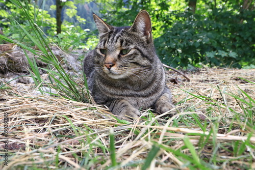 Canvas Print portrait of wild cat in the grass