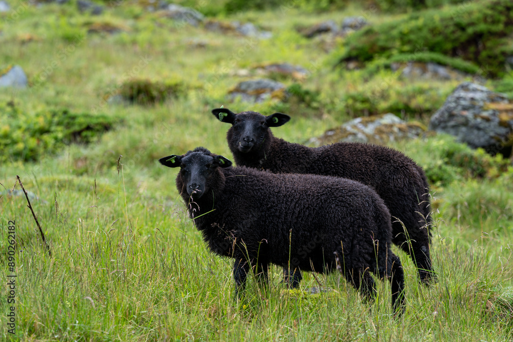 sheeps on the Isfjorden trail in the mountains of Andalsnes Norway in summer fog sheeps on the Isfjorden trail in the mountains of Andalsnes Norway in summer fog