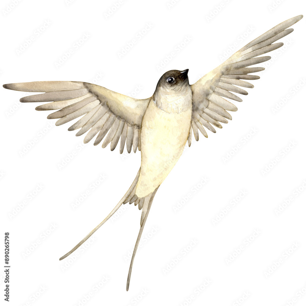 Obraz premium a swallow in flight