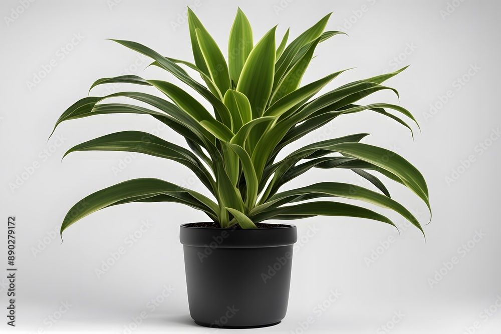 Dracaena fragrans compacta plant in pot white background, AI Generated Dracaena fragrans compacta plant in pot white background, AI Generated