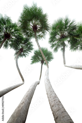 Palm tree with beautiful trunk, white backdrop in the garden.