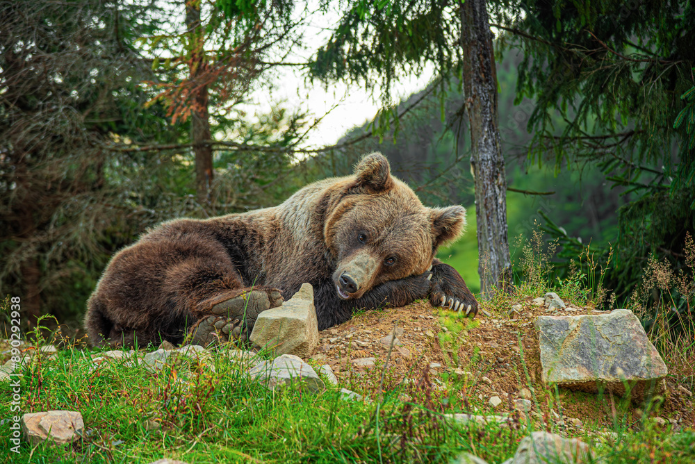 Obraz premium A brown bear lies in a clearing in the forest. Carpathians.