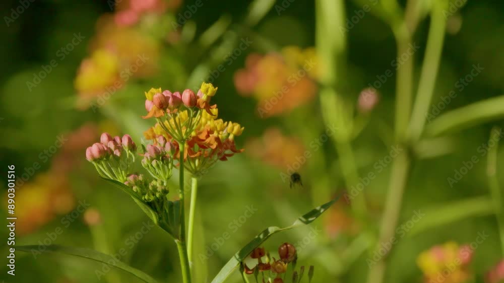 a bee’s delicate waltz among Lantana blossoms. a bee’s delicate waltz among Lantana blossoms.