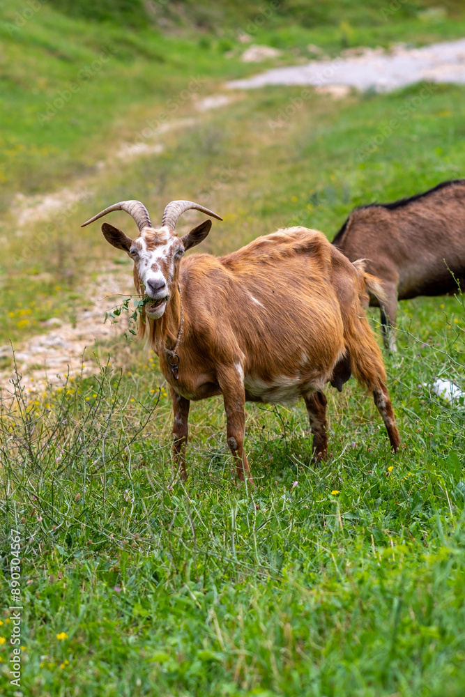 In a grassy field, there is a goat with horns standing