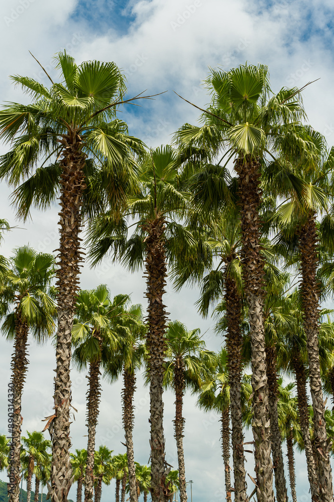 Obraz premium Huge palm trees of Washington in the park against the sky. American southern palm trees. Beautiful tropical forest, subtropical plants. Travel agency, sea holidays, nature, environmental situation