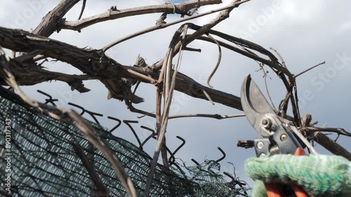 Person in green gloves trims tree branches with scissors over a fence