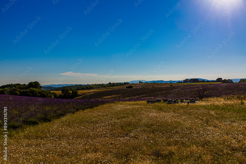 Fototapeta premium Paysage de Lavandes, Plateau de Valensole, Alpes, de Haute-Provence, France