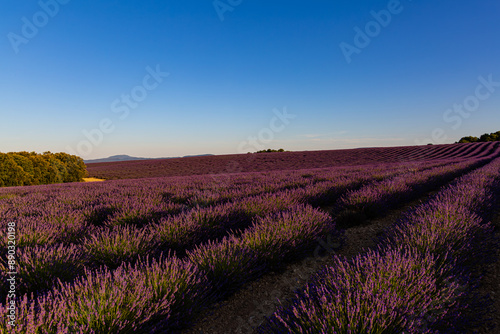 Paysage de Lavandes, Plateau de Lavensole, Alpes-de-Haute-Provence, France