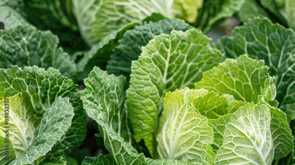 Green Chinese cabbage close up on white backdrop Green Chinese cabbage close up on white backdrop