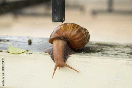 A Snail or Lissachatina fulica at wet concrete fence near a yellow leaf of gooseberry tree under black iron fence closed up and blur background. They wet from the rain. photo