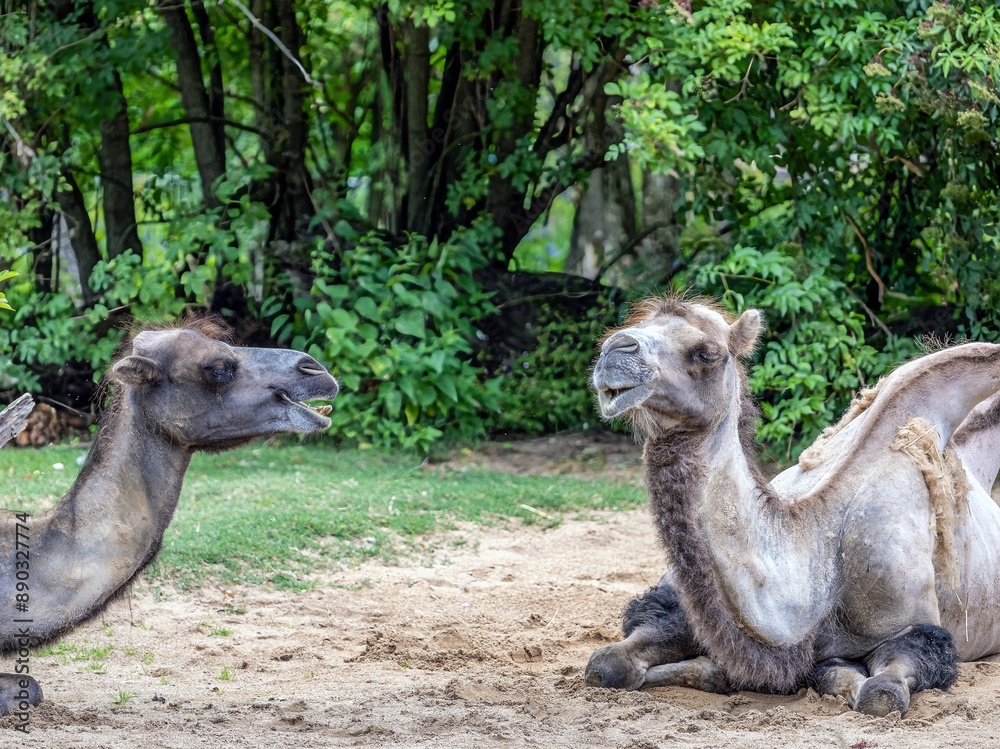 a midday chat between the camels