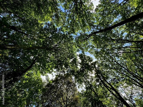 Beautiful trees with green leaves growing in park, bottom view