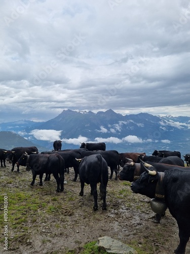 Herens cow with a traditional Swiss bell (Alps, Switzerland)
 photo