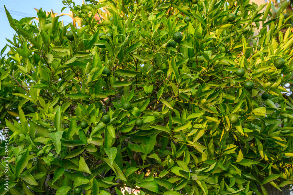 Close-up of a green kumquats on a tree. Close-up of a green kumquats on a tree.