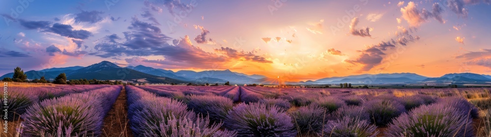 Lavender flower fields in summer. Lavender flower fields in summer.