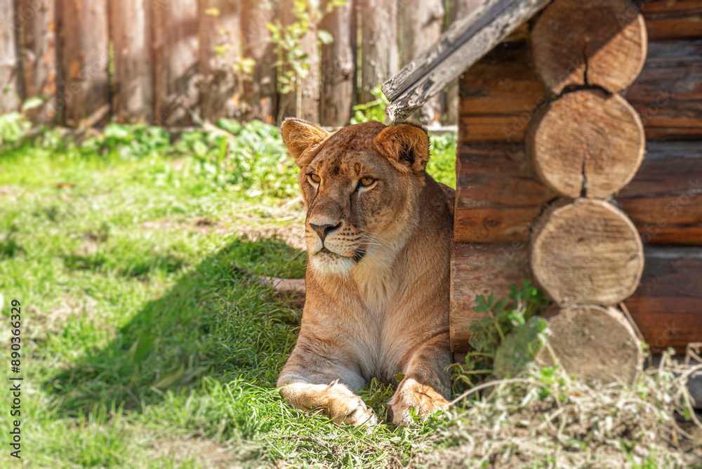 Fototapeta premium Lioness against the background of a wooden fence.