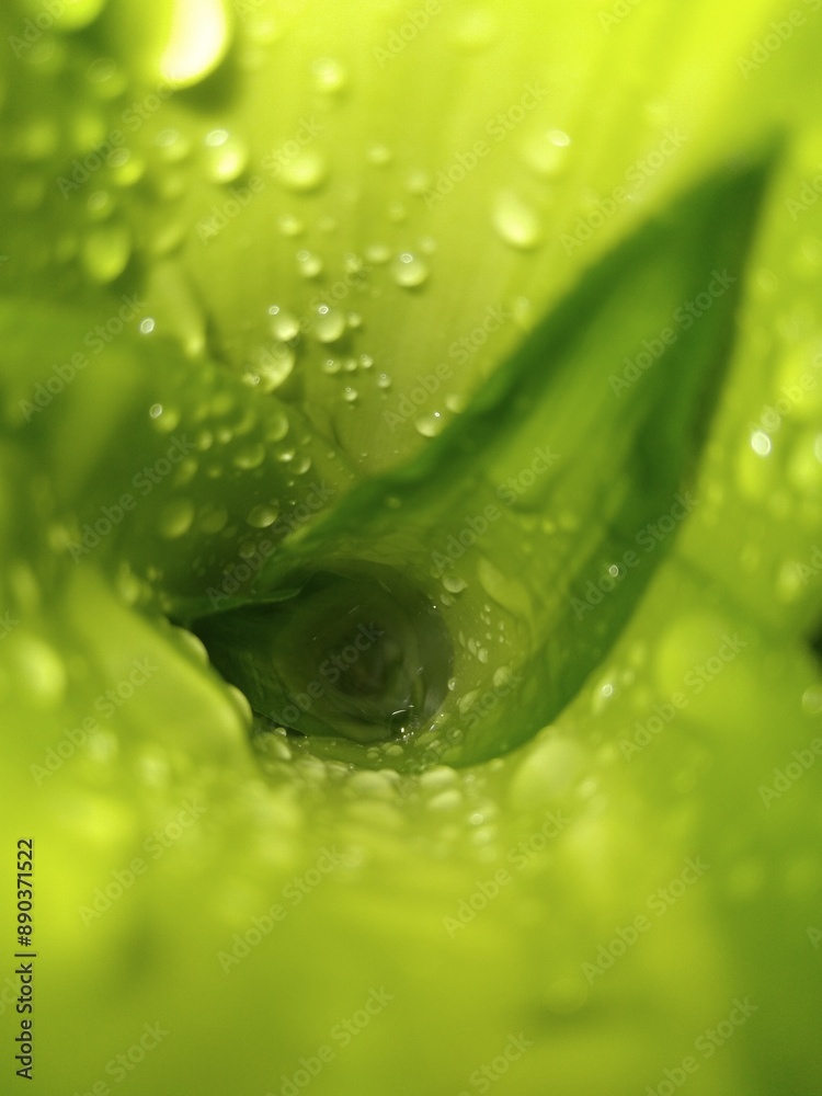 Fototapeta premium water drops on leaves
