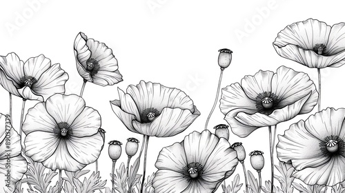 Black and white poppy flower illustration.