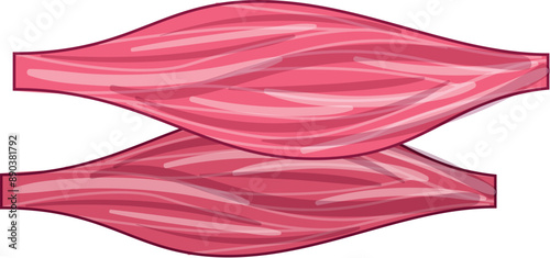 Illustration of two human muscle tissues contracting and expanding