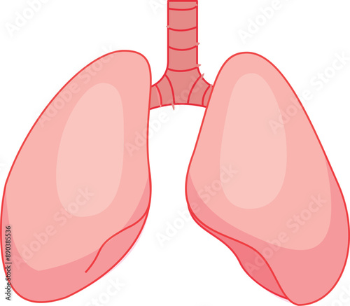 Illustration of healthy human lungs, the respiratory system bringing oxygen to the body