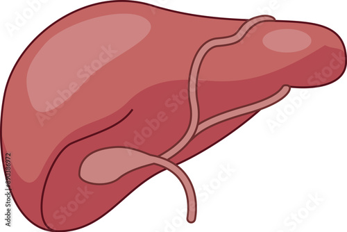 Illustration of a human liver highlighting the gallbladder and bile ducts