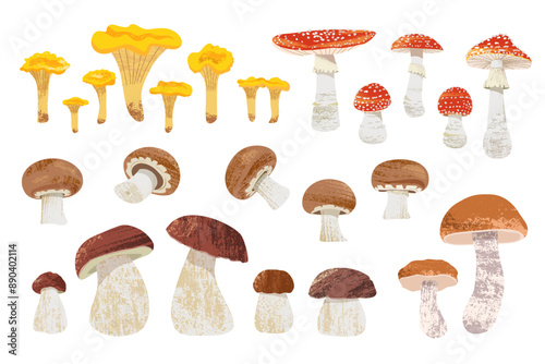 Set of edible and inedible mushrooms: porcini mushrooms, chanterelles, boletus, brown champignons, fly agarics. Vector illustration with textures on white isolated background in flat style.