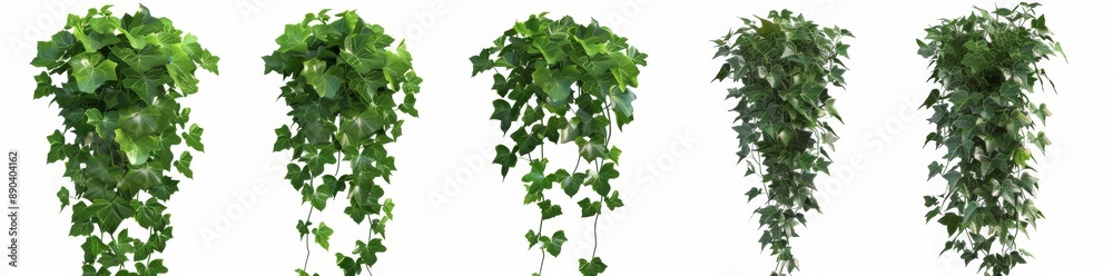 Vertical clean vine with shape edge in the bottom border Hyperrealistic Highly Detailed Isolated On Transparent Background PNG Vertical clean vine with shape edge in the bottom border Hyperrealistic Highly Detailed Isolated On Transparent Background PNG