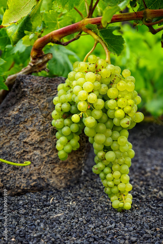 Grüne Weintrauben im Weinanbaugebiet Lanzarotes