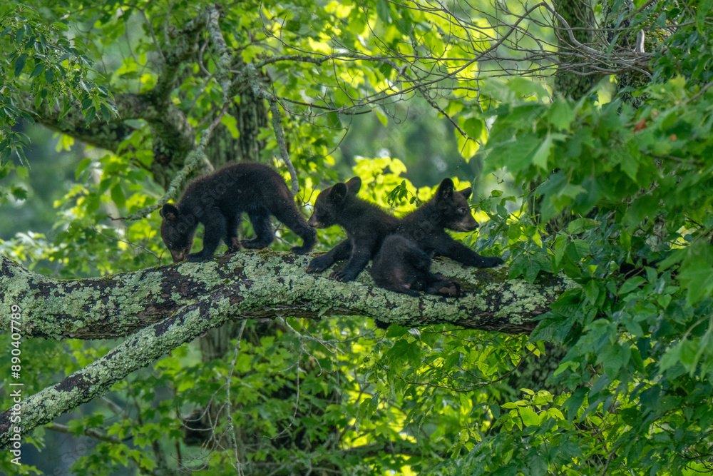 Three bear cubs are seen exploring and playing on a large tree branch Three bear cubs are seen exploring and playing on a large tree branch