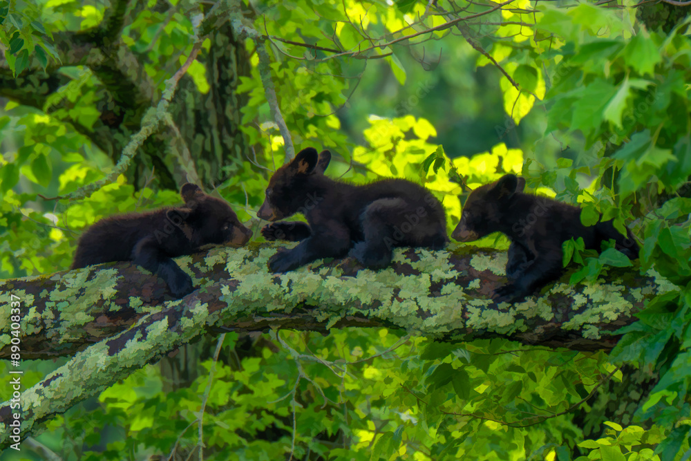 Three bear cubs are seen exploring and playing on a large tree branch Three bear cubs are seen exploring and playing on a large tree branch