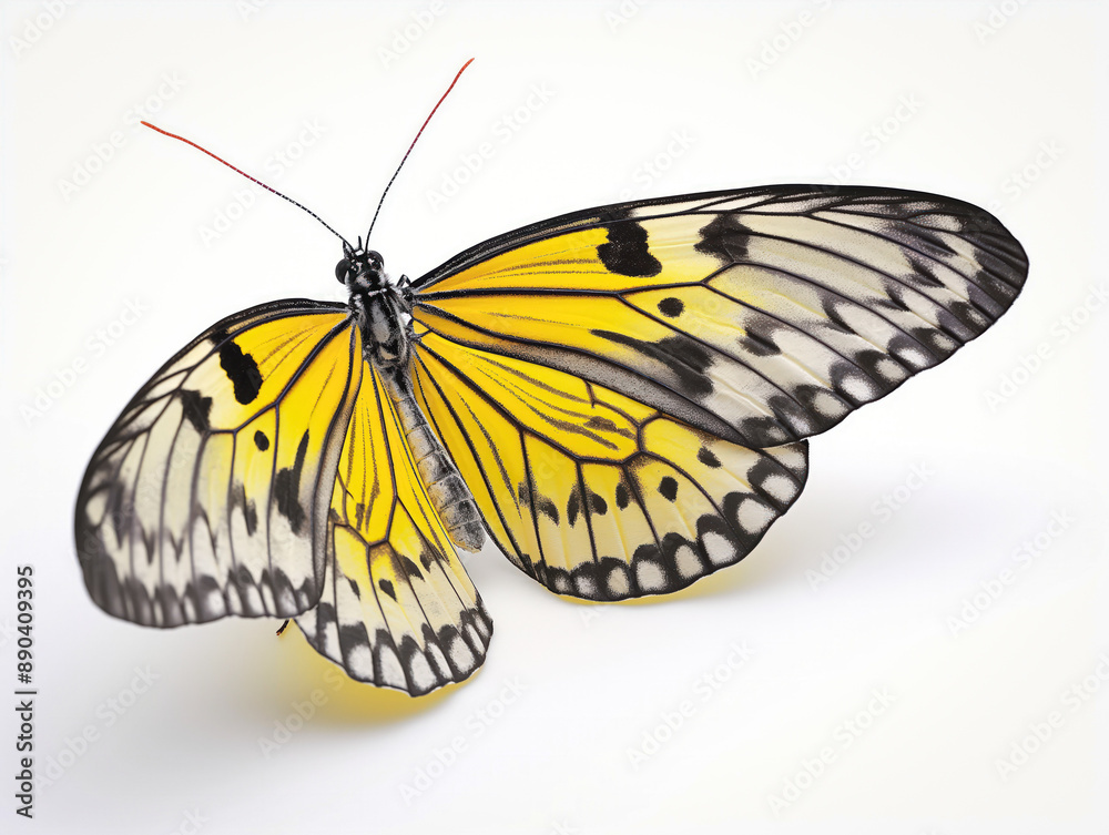 Beautiful butterfly side view Beautiful butterfly side view