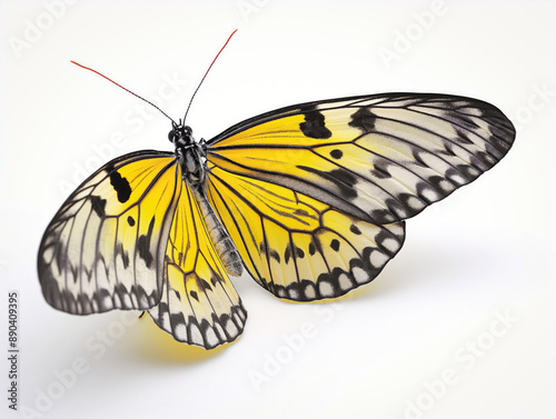 Beautiful butterfly side view