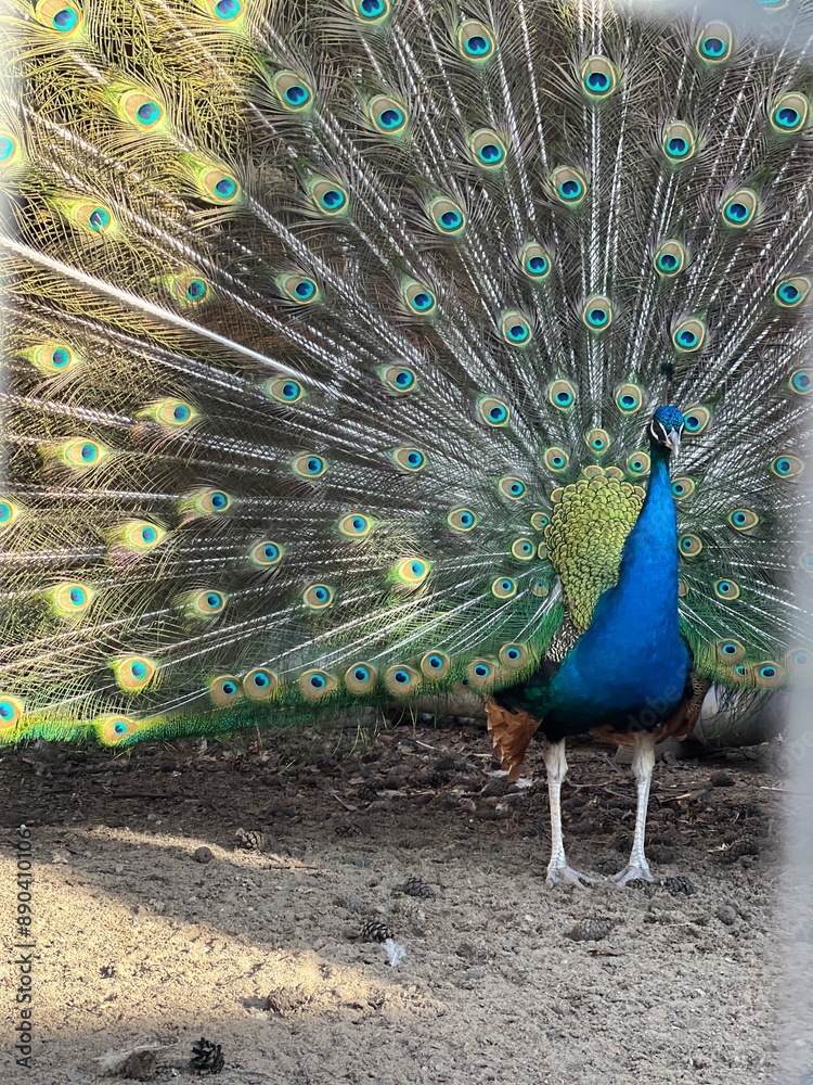 Obraz premium peacock with feathers