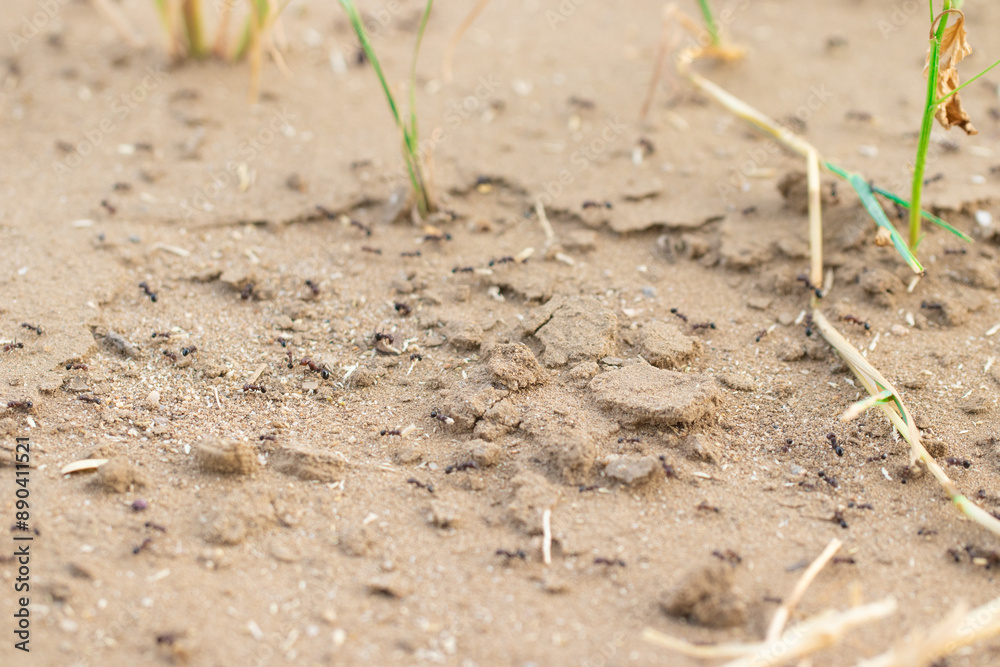 Close-Up of Ants on Dry Desert Sand With Grass Blades Close-Up of Ants on Dry Desert Sand With Grass Blades