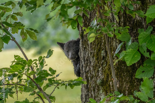 A bear cub peers curiously around the trunk of a large tree, surrounded by lush green foliage. The cub appears wet, suggesting recent rains or a romp through water.