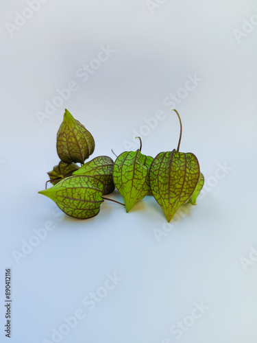 a collection of Cecendet or unripe ciplukan fruit (Physalis angulata) on a white background photo